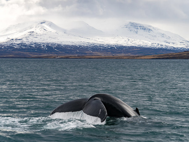 Super Break Announces Additional Flight to Exclusive North Iceland Experience from Humberside Airport for 2020