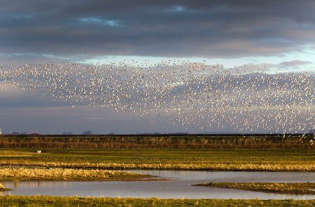 Record numbers of wintering birds visit new mitigation site