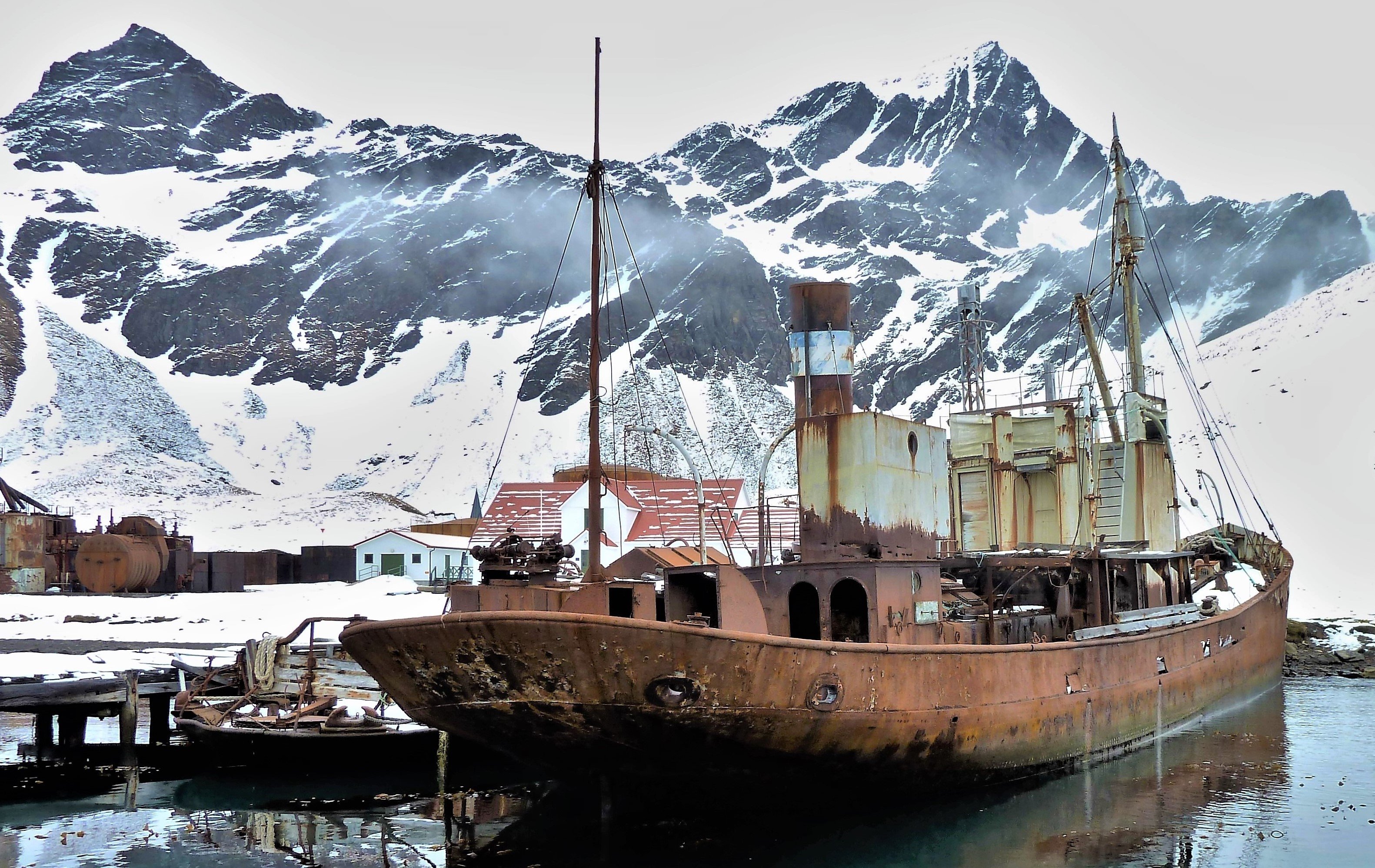 Viola in Grytviken